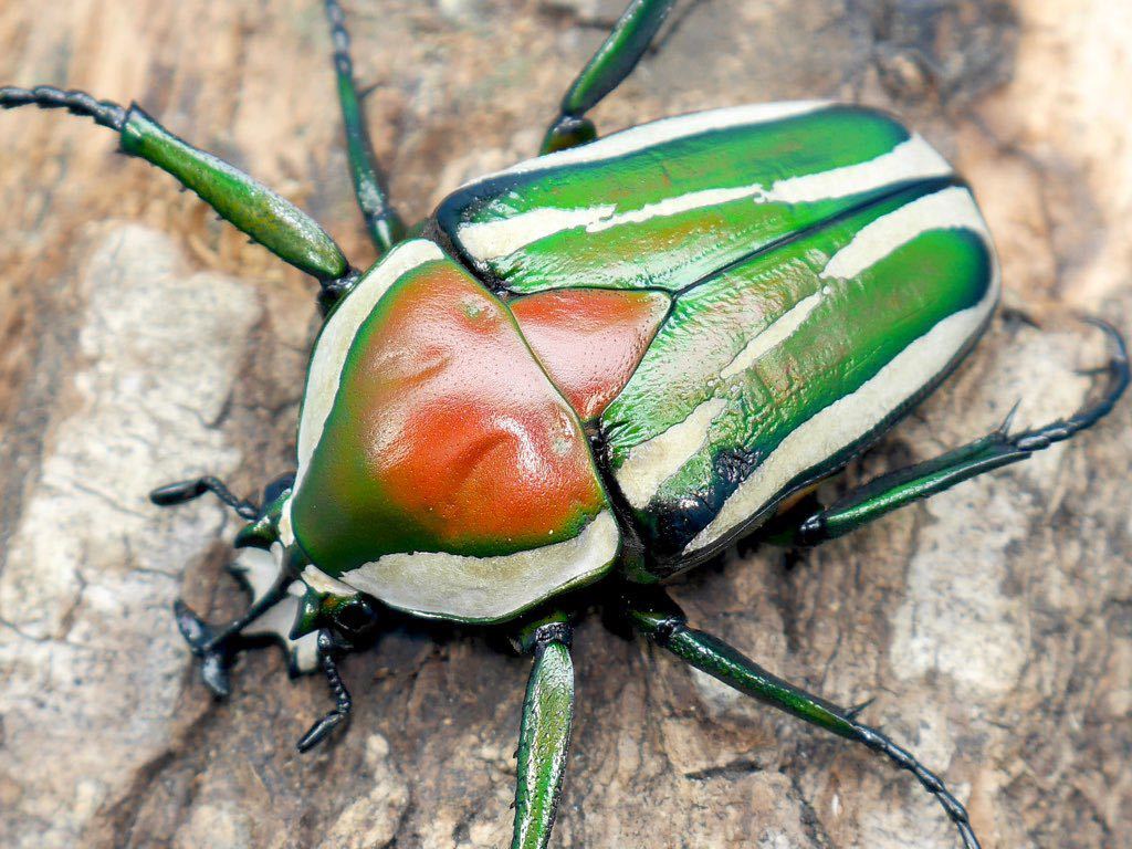 Derby's flower beetle care sheet – David's Beetles