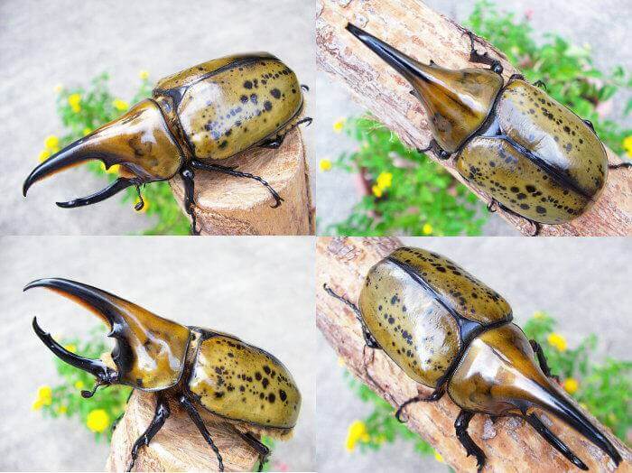 LARVAE: Hyllus Hercules beetle (Dynastes hyllus)