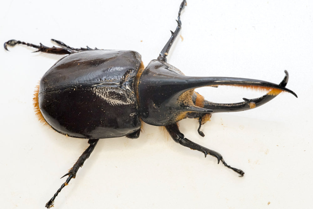 LARVAE: Neptune rhinoceros beetle (Dynastes neptunus)