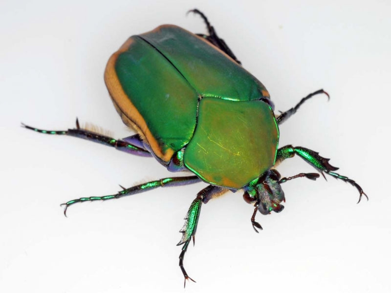 LARVAE: Figeater beetle (Cotinis mutabilis)