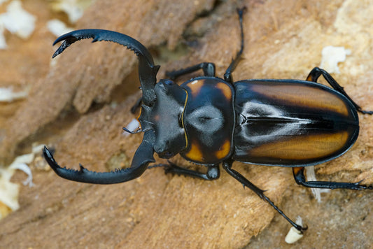 LARVAE:  Speciosus stag beetle  (Rhaetulus crenatus speciosus)