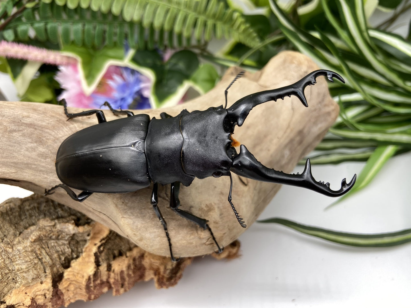 ADULTS: Giraffe beetle (Prosopocoilus giraffa keisuke)