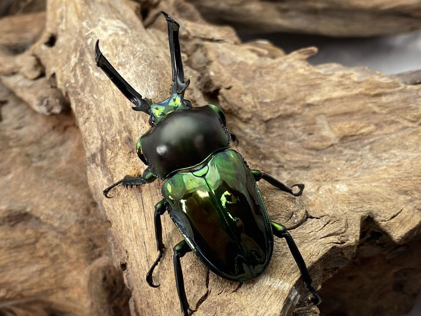 LARVAE: Green Rainbow stag beetle (Phalacrognathus muelleri)
