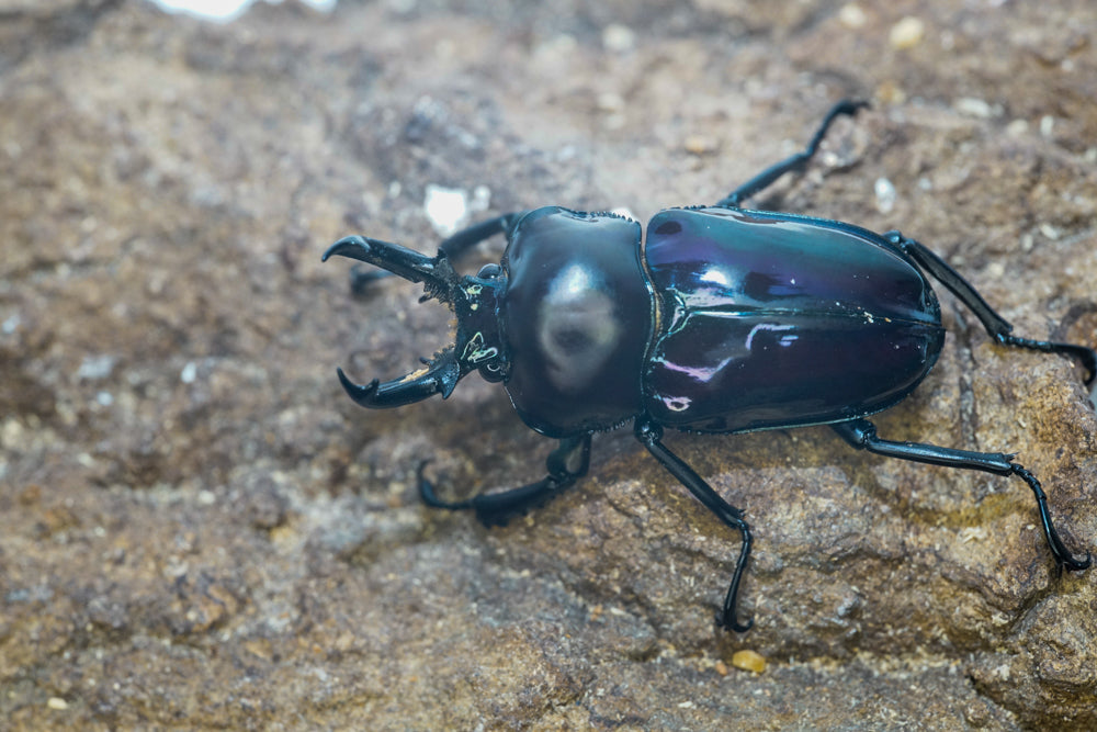 ADULTS: *PURPLE* Rainbow stag beetle (Phalacrognathus muelleri)