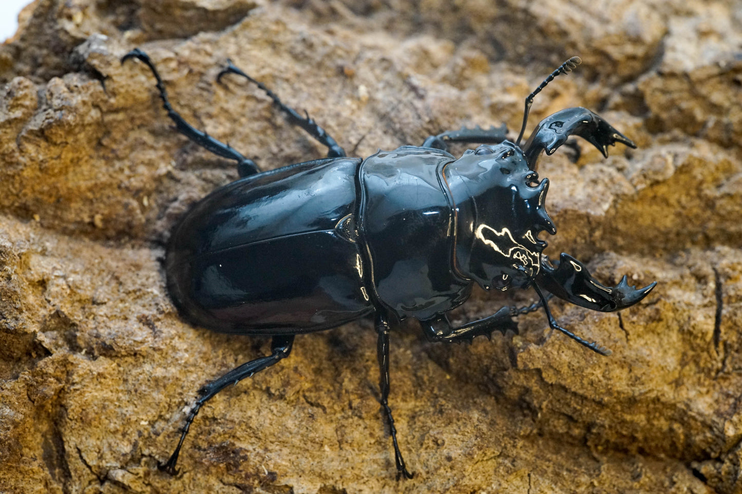 ADULTS: Tarandus stag beetle (Mesotopus tarandus)