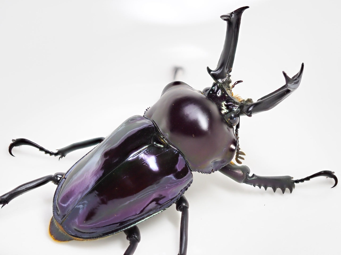 ADULTS: *PURPLE* Rainbow stag beetle (Phalacrognathus muelleri)