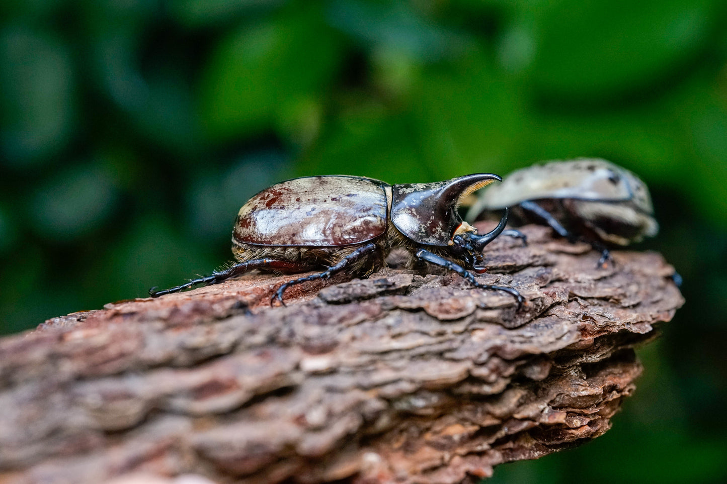 LARVAE: Western Hercules beetle (Dynastes grantii)