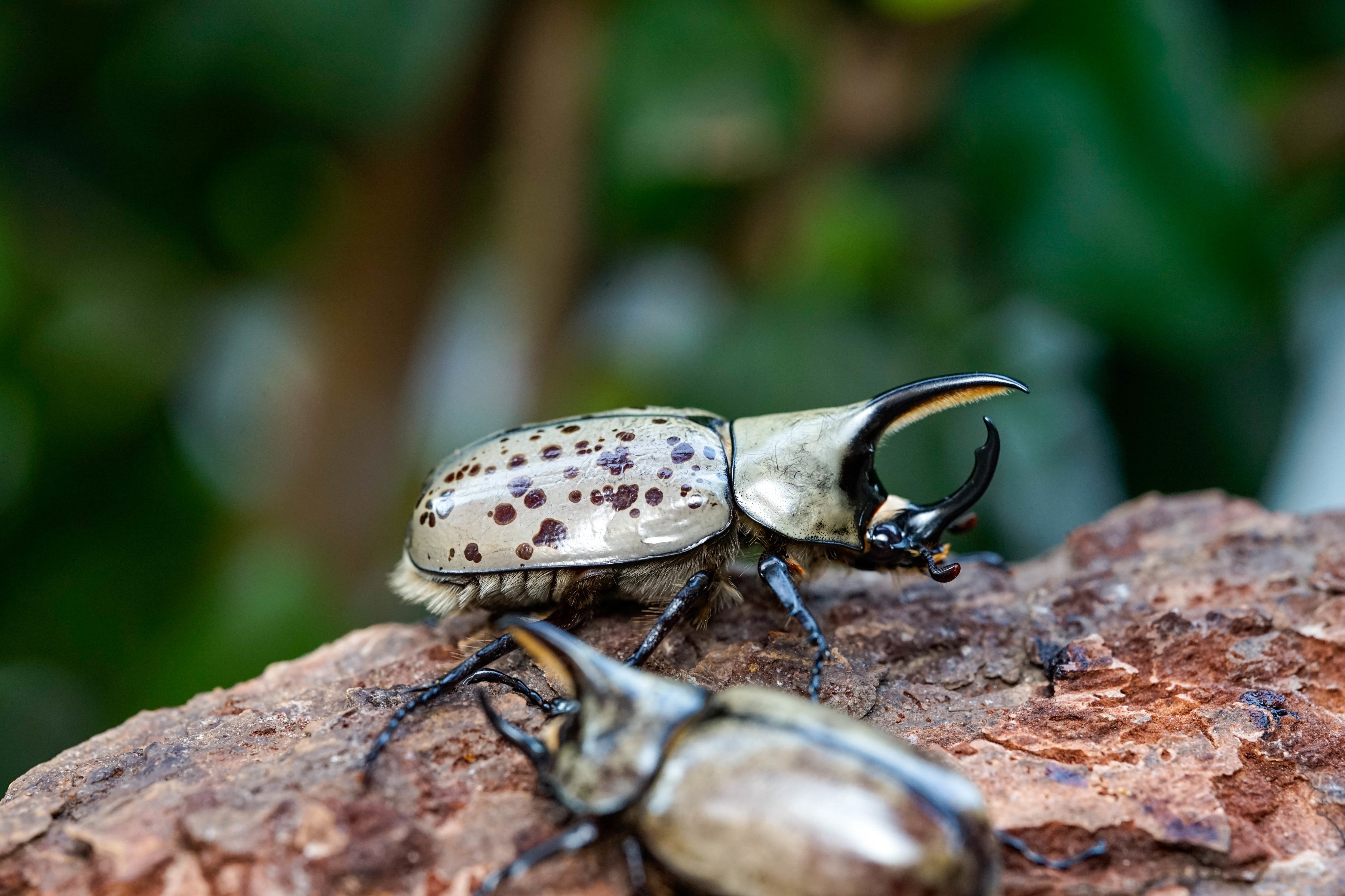 Western Hercules beetle (Dynastes grantii) larvae for sale David's