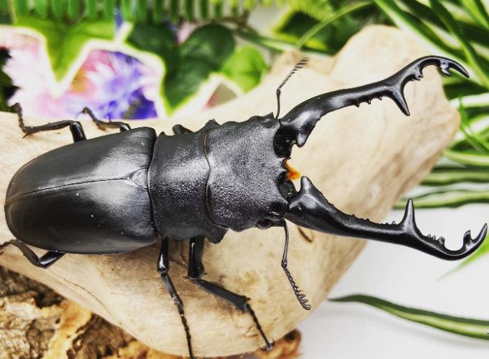 LARVAE: Giraffe stag beetle (Prosopocoilus giraffa keisuke LARVAE: Giraffe stag beetle (Prosopocoilus giraffa keisuke