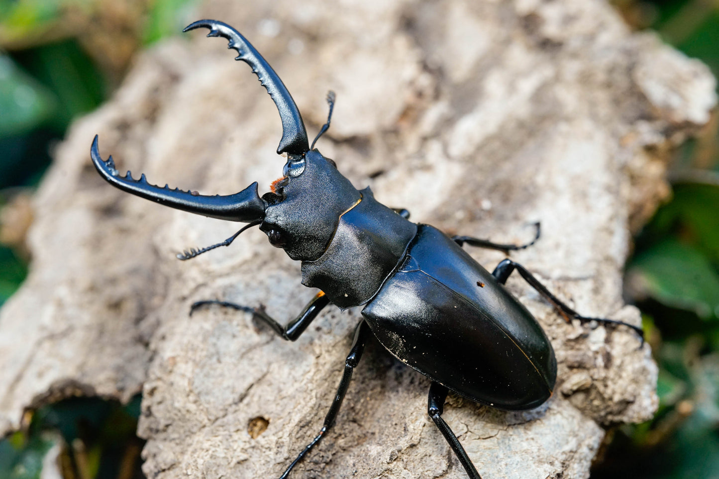 ADULTS: Giraffe beetle (Prosopocoilus giraffa keisuke)