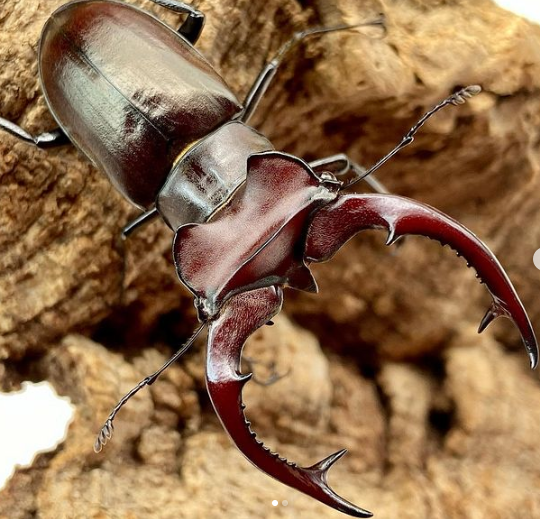 ADULTS: Giant stag beetle (Lucanus elaphus)