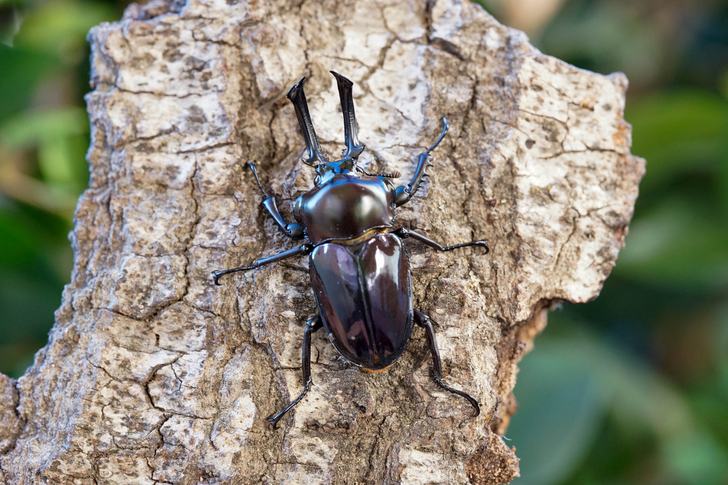 ADULTS: *PURPLE* Rainbow stag beetle (Phalacrognathus muelleri)
