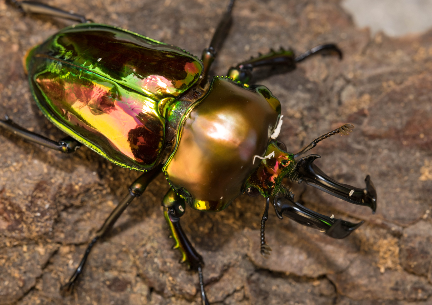 ADULTS: Rainbow stag beetle (Phalacrognathus muelleri)