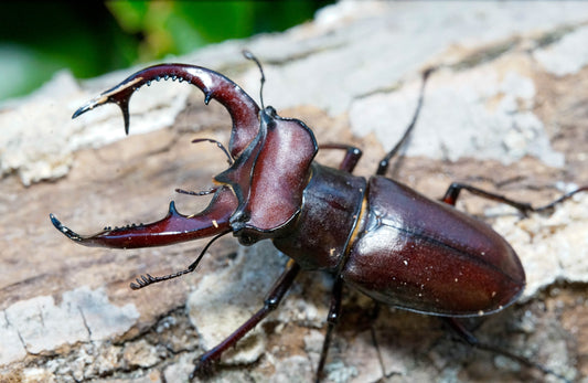 Giant stag beetle caresheet