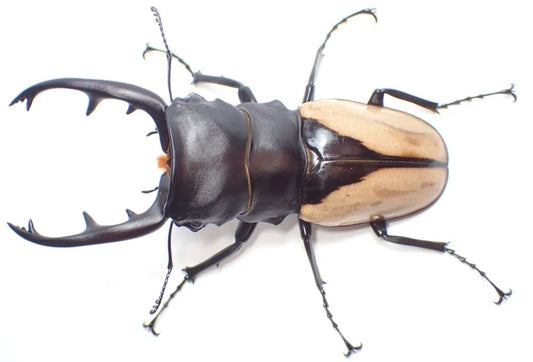 Indian Glossy stag beetle care sheet