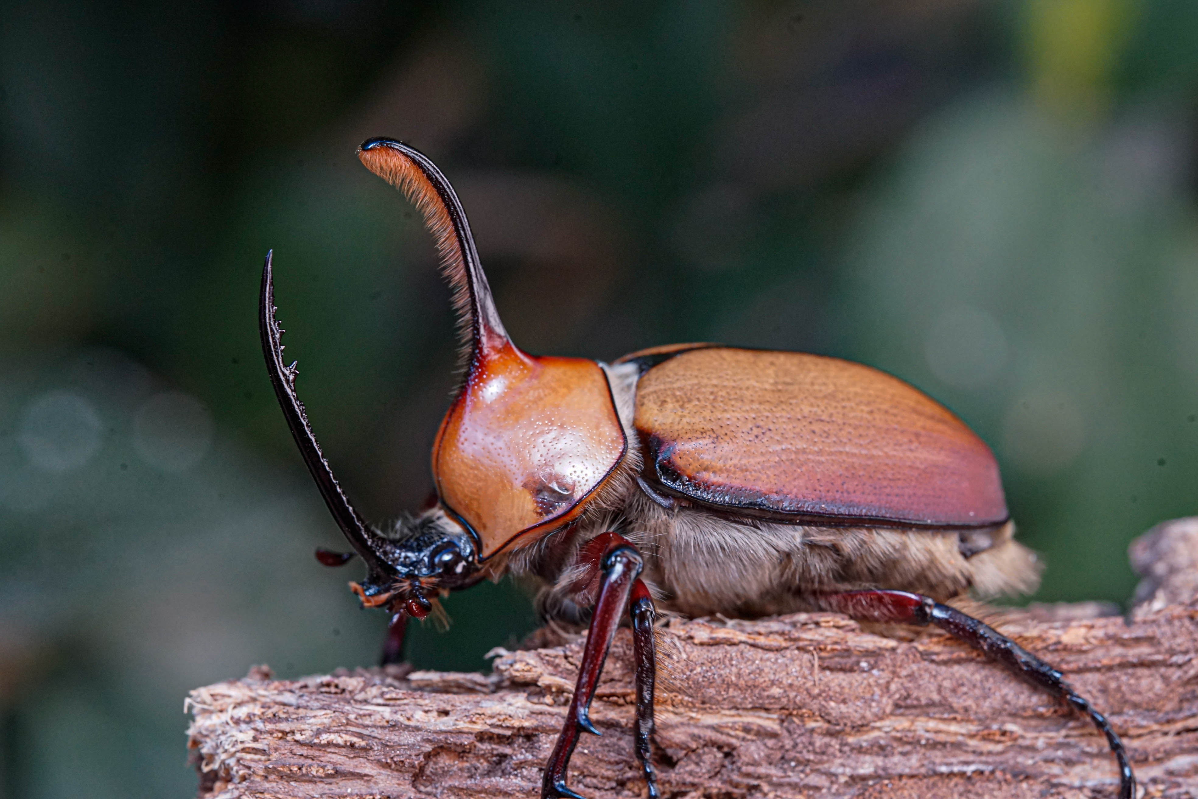 Kgofa Insect Golofa aegeon caresheet – David's Beetles
