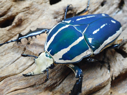 Giant flower beetle caresheet