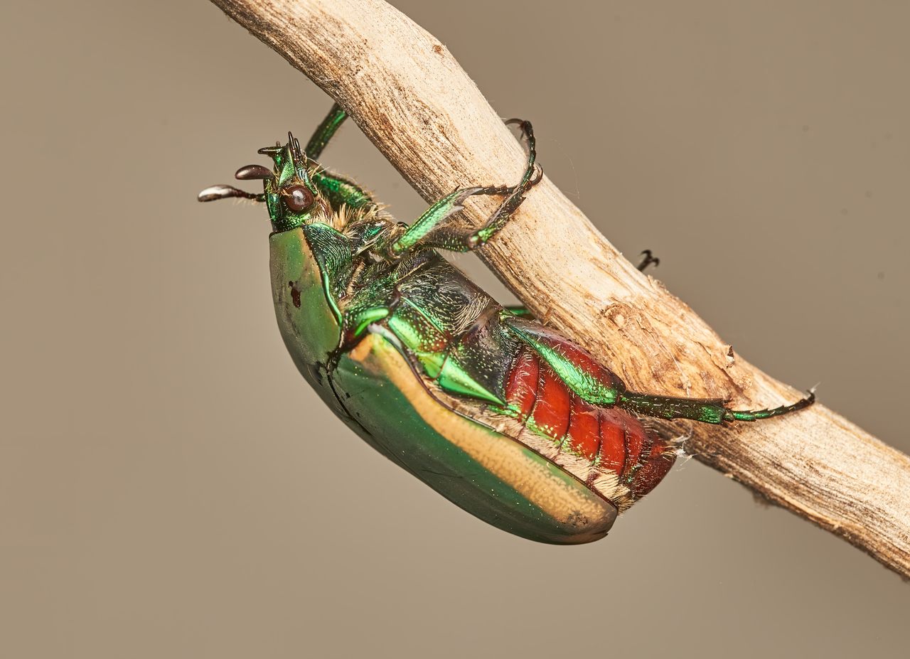 LARVAE: Figeater beetle  (Cotinis mutabilis)