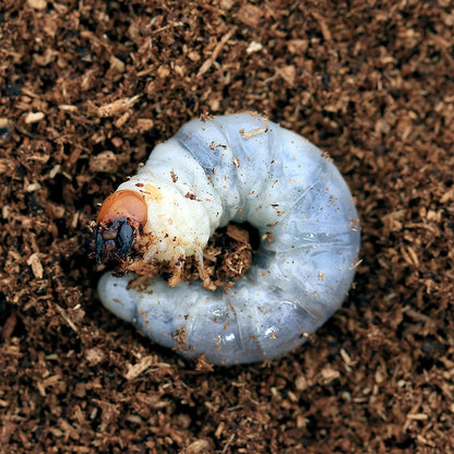 Rainbow stag beetle larva kit