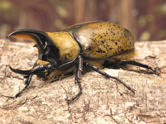 LARVAE: Hyllus Hercules beetle (Dynastes hyllus)