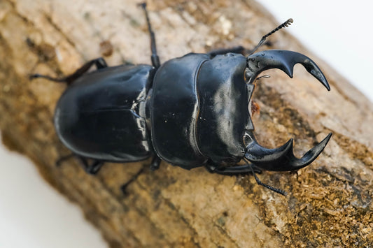 ADULTS: Antaeus stag beetle