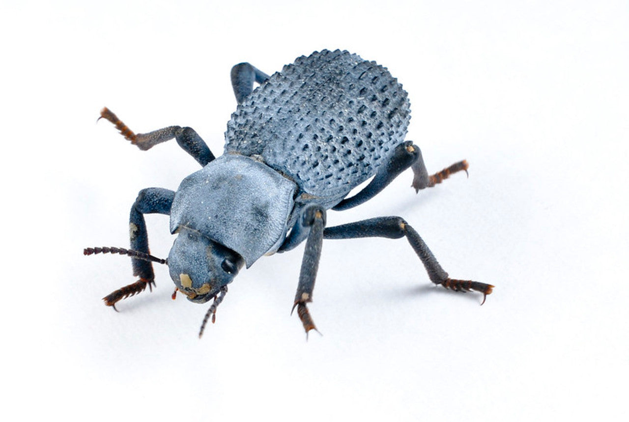 Blue death feigning beetle