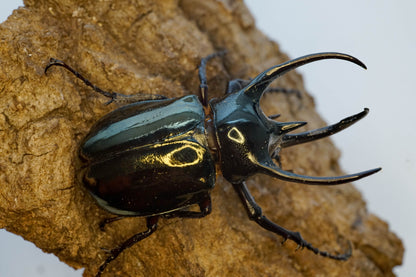 LARVAE: Atlas beetle (Chalcosoma atlas)