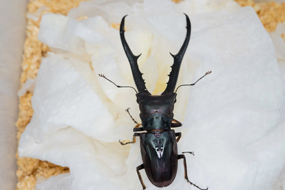 ADULTS: Metallic stag beetle  (Cyclommatus metallifer)