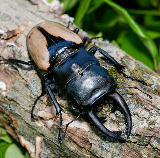 ADULTS: Indian glossy stag beetle (Odontolabis burmeisteri)