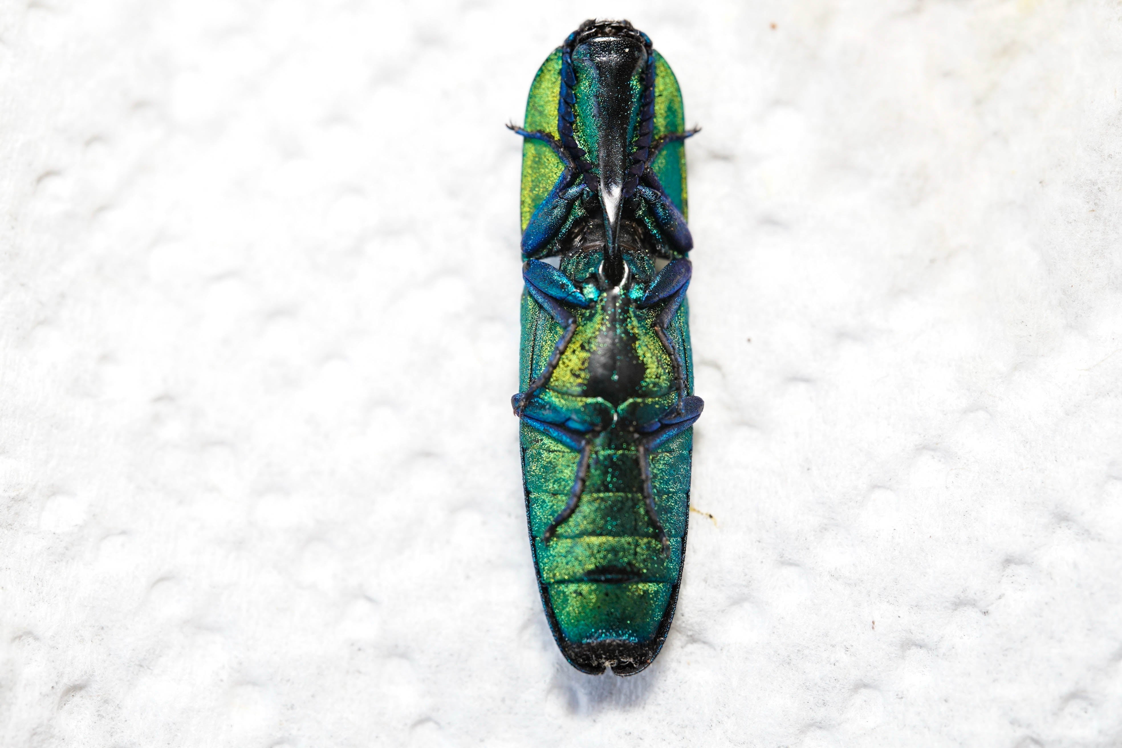 Discover The Hidden World Of Click Beetles! - dofjvqu