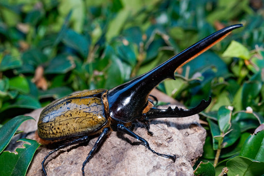 ADULTS: Hercules beetle  (Dynastes hercules hercules)
