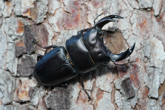 ADULTS: King stag beetle (Dorcus hopei)