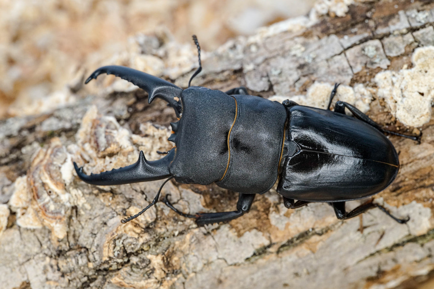 ADULTS: Dorcus titanus castanicolor