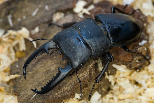 ADULTS: Dorcus titanus (Dorcus titanus palawanicus)