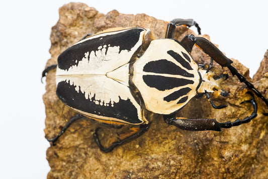 ADULTS: Royal Goliath beetle (Goliathus regius)