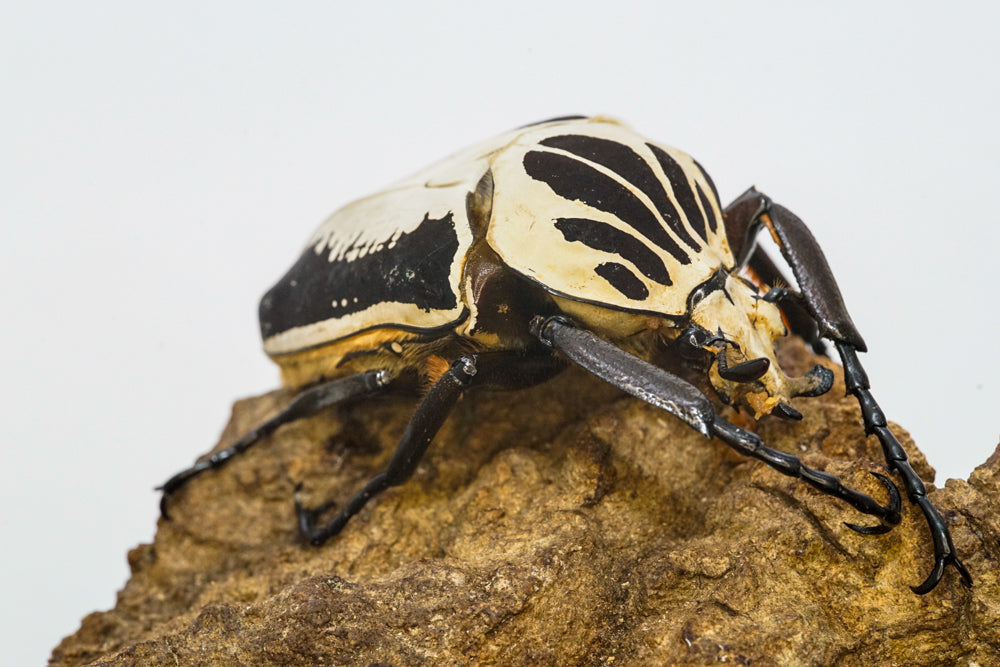 Adult beetles – David's Beetles