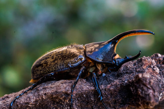 ADULTS: Hercules beetle  (Dynastes hercules hercules)