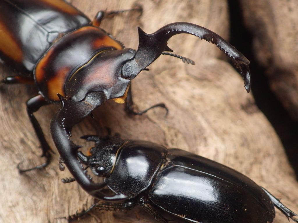 ADULTS:  Speciosus stag beetle  (Rhaetulus crenatus speciosus)