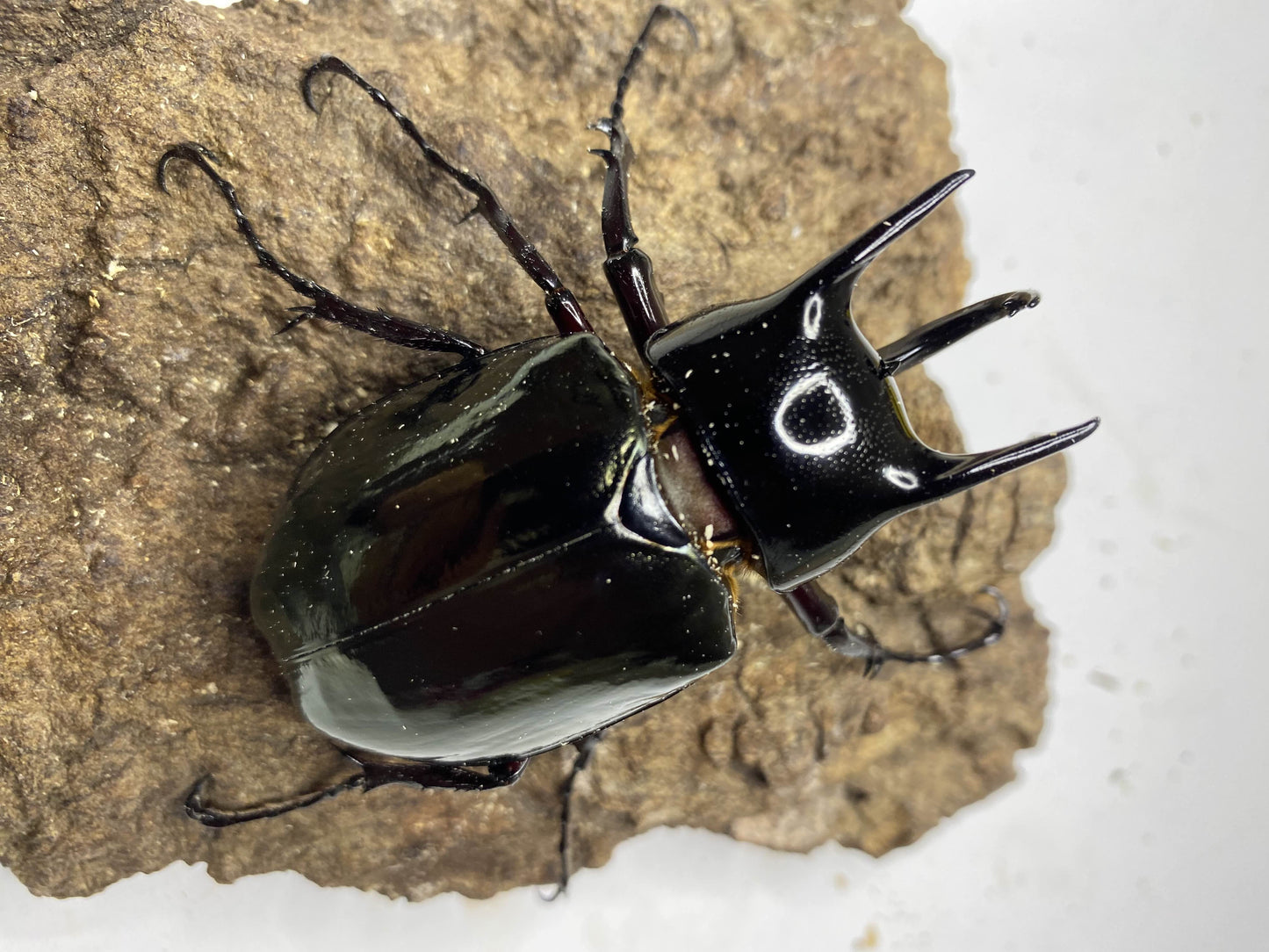 ADULTS: Three-horned beetle  (Chalcosoma chiron)