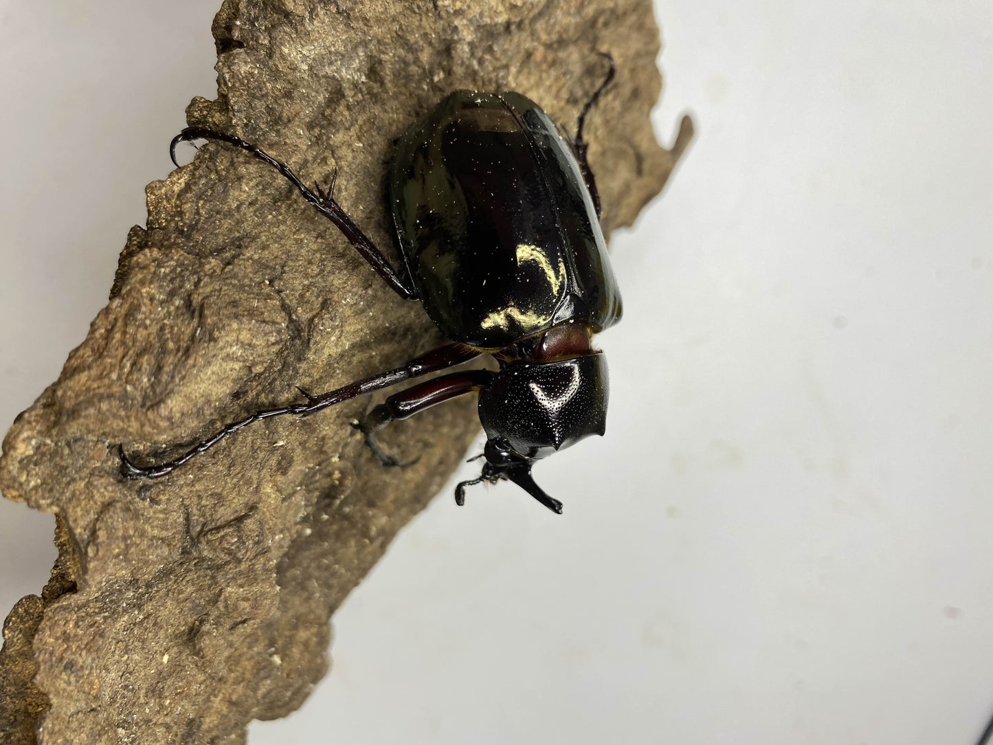 ADULTS: Three-horned beetle  (Chalcosoma chiron)