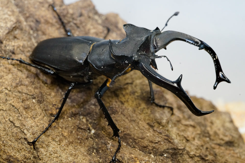 Lucanus cervus for sale – David's Beetles