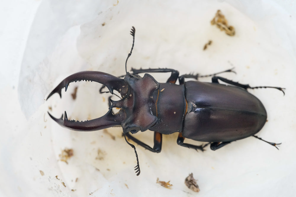 ADULTS: Taiwan stag beetle (Lucanus formosanus)