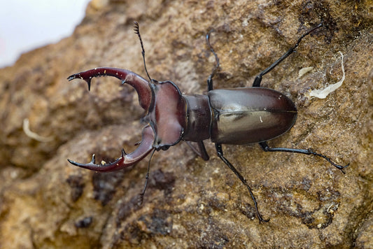 ADULTS:  Giant stag beetle (Lucanus elaphus)