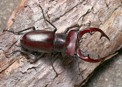 LARVAE: Giant stag beetle (Lucanus elaphus)