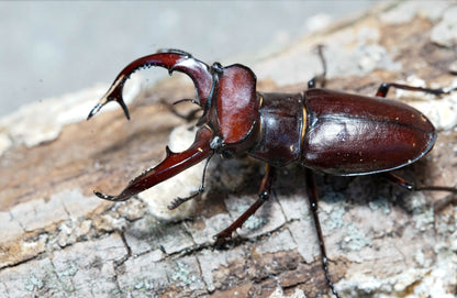 LARVAE: Giant stag beetle (Lucanus elaphus)