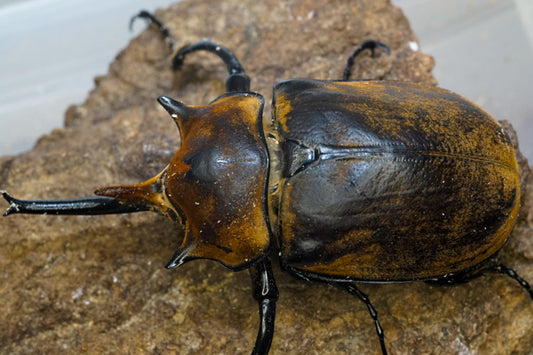 ADULTS: Elephant beetle  (Megasoma elephas)