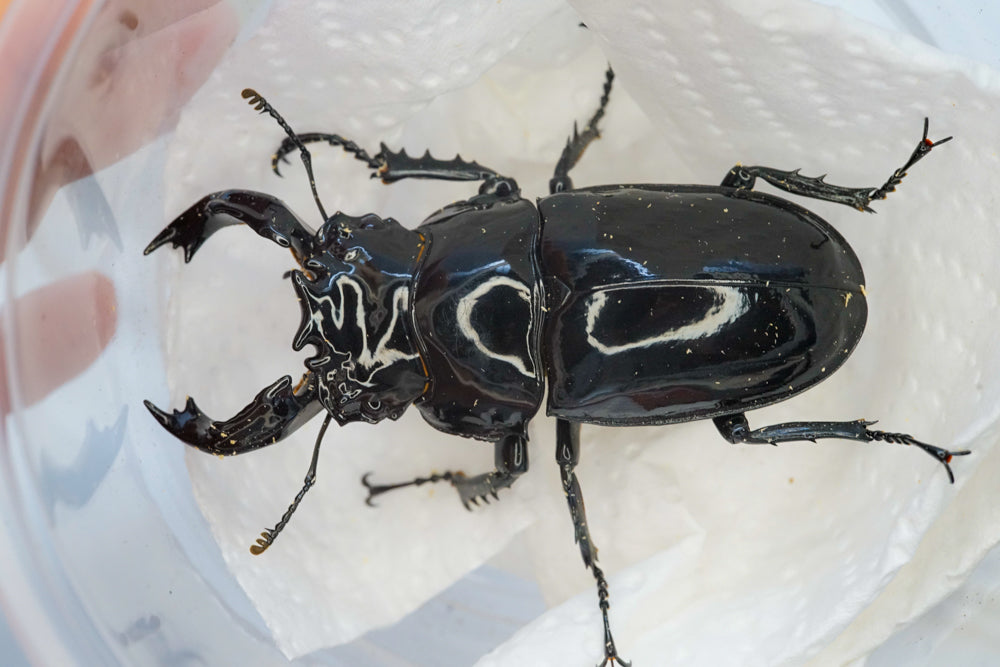 ADULTS: Tarandus stag beetle  (Mesotopus tarandus)