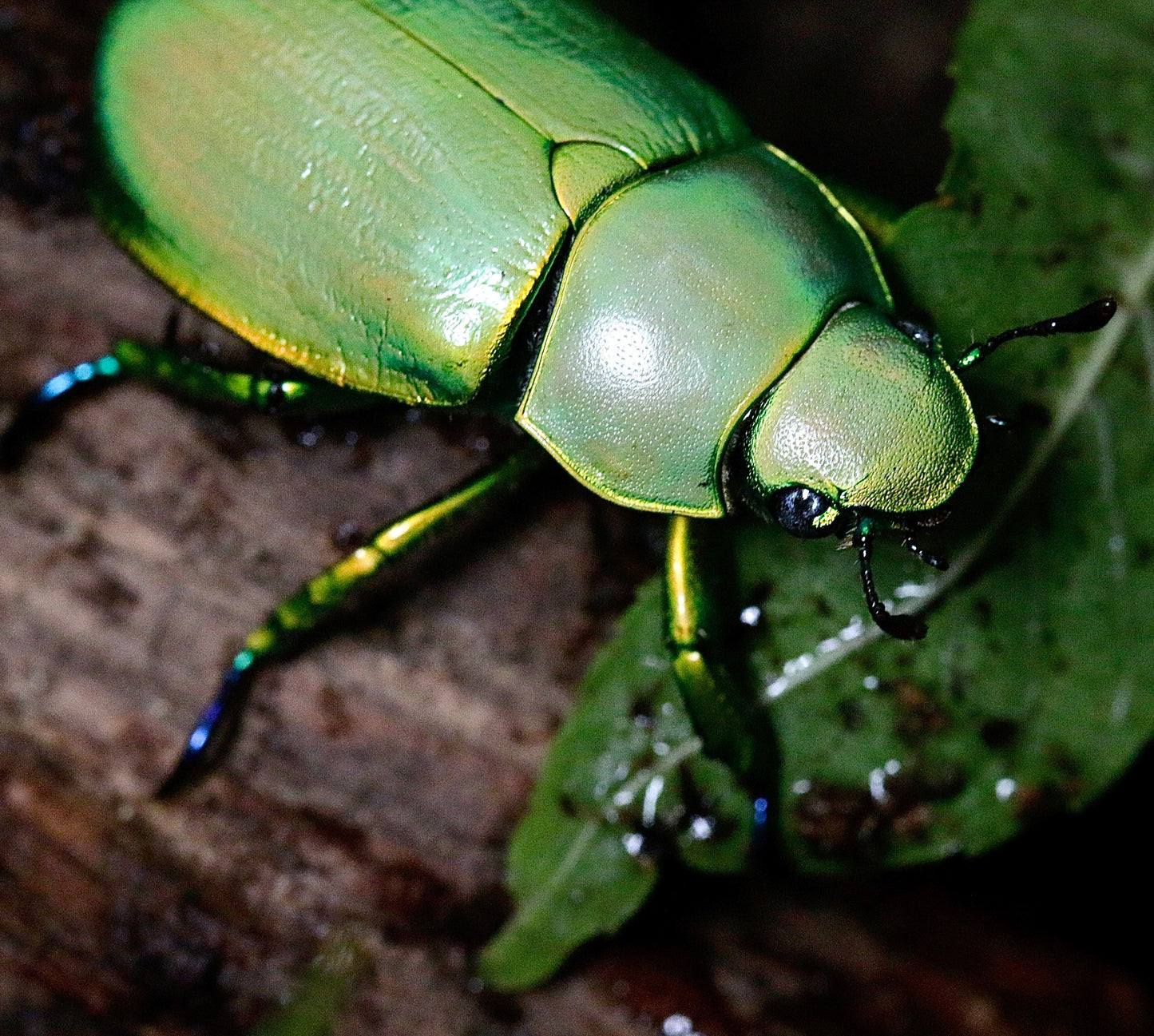 LARVAE: Woodi jewel beetle  (Chrysina woodi)