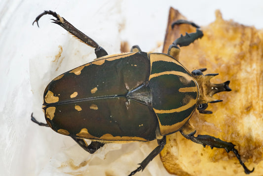 ADULTS: Polyphemus flower beetle (Mecynorrhina polyphemus)