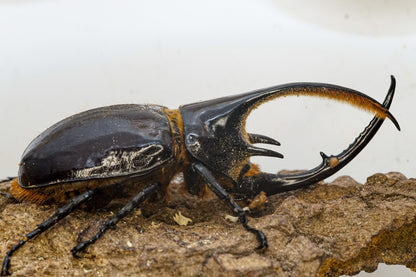 LARVAE: Neptune rhinoceros beetle  (Dynastes neptunus)